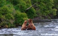 Grizzly Bears of alaska Royalty Free Stock Photo