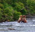 Grizzly Bears of alaska Royalty Free Stock Photo