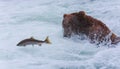 Grizzly Bears of alaska Royalty Free Stock Photo