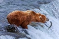 Grizzly Bears of alaska Royalty Free Stock Photo