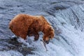 Grizzly Bears of alaska Royalty Free Stock Photo