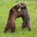 Grizzly bears standing fighting attack Alaskan brown bear Royalty Free Stock Photo