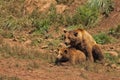 Grizzly bears copulating.