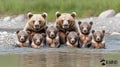 Brown Bear Family in River Royalty Free Stock Photo