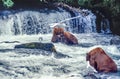 Grizzly bears at Brooks Falls Royalty Free Stock Photo