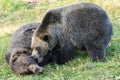 Grizzly bears fight Royalty Free Stock Photo