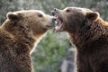 Grizzly bears in a fight Royalty Free Stock Photo