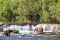 Grizzly bears fishing at Brooks Falls in Katmai, AK