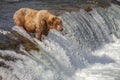 Grizzly bears of Katmai NP