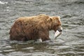 Grizzly bears of Katmai NP Royalty Free Stock Photo