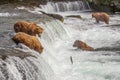 Grizzly bears of Katmai NP