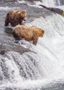 Grizzly bears of Katmai NP