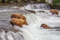 Grizzly bears of Katmai NP Royalty Free Stock Photo