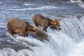 Grizzly bears of Katmai NP Royalty Free Stock Photo