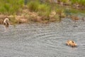 Grizzly bears fishing for salmon