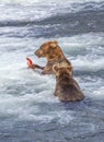 Grizzly bears of Katmai NP Royalty Free Stock Photo