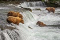 Grizzly bears of Katmai NP Royalty Free Stock Photo