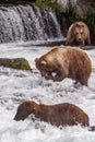 Grizzly bears of Katmai NP