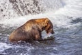 Grizzly bears of Katmai NP Royalty Free Stock Photo