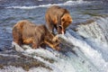 Grizzly bears of Katmai NP Royalty Free Stock Photo