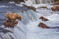 Grizzly bears of Katmai NP Royalty Free Stock Photo