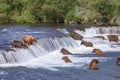 Grizzly bears of Katmai NP Royalty Free Stock Photo