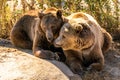 Grizzly Bears Relaxing Together