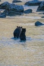 Grizzly bears in the river Royalty Free Stock Photo