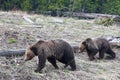 Grizzly Bears in Yellowstone National Park, Wyoming