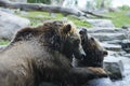 Grizzly (Brown) Bear Fight Royalty Free Stock Photo