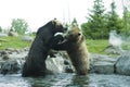 Grizzly (Brown) Bear Fight Royalty Free Stock Photo