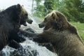 Grizzly (Brown) Bear Fight Royalty Free Stock Photo