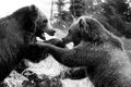 Grizzly (Brown) Bear Fight in High Dynamic Range hdr Royalty Free Stock Photo