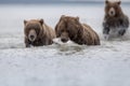 A grizzly carrying a Salomon, pursued by two grizzly bears, in Katmai.