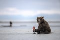 A Grizzly cub enyoing its meal.