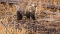 Grizzly Cub