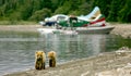 Grizzly cubs and float planes