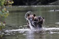 Grizzly cubs playing in the water