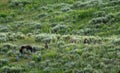 Grizzly Cubs Pop Up As Mother Digs At The Ground