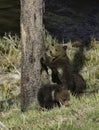 Grizzly cubs at the tree