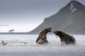 Grizzly bear fight. Royalty Free Stock Photo