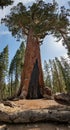 Grizzly Giant in Mariposa Grove, Yosemite NP Royalty Free Stock Photo