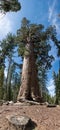 Grizzly Giant in Mariposa Groce, Yosemite NP Royalty Free Stock Photo