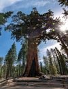 Grizzly Giant in Mariposa Groce, Yosemite NP Royalty Free Stock Photo