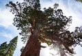 Grizzly Giant (Yosemite NP) Royalty Free Stock Photo