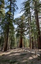 Grizzly Giant (Yosemite NP) Royalty Free Stock Photo