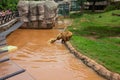 Grizzly Kisses