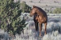 Wild Stallion Standing in Sage Brush