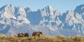 Grizzly mom and cubs walking in front of rocky mountains