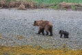 A grizzly mother with her cute little baby is walking on a beach in Alaska